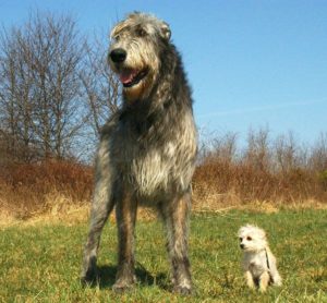 Cazador de Lobos Irlandés comparado con perro pequeño