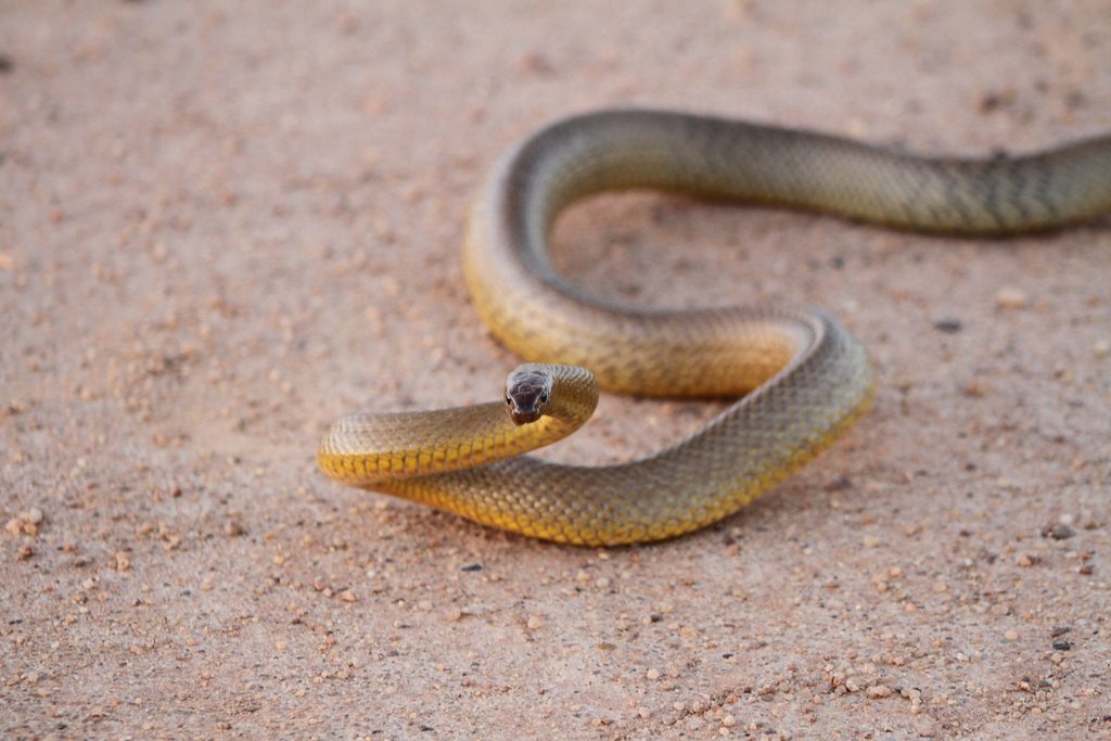 La serpiente Taipán del interior es una de las más peligrosas del mundo. Su veneno es mortal